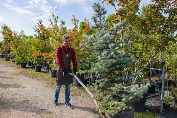 Best Tree Trimming and Pruning  in Gurnee, IL